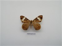 藏品(尺蛾211)的圖片